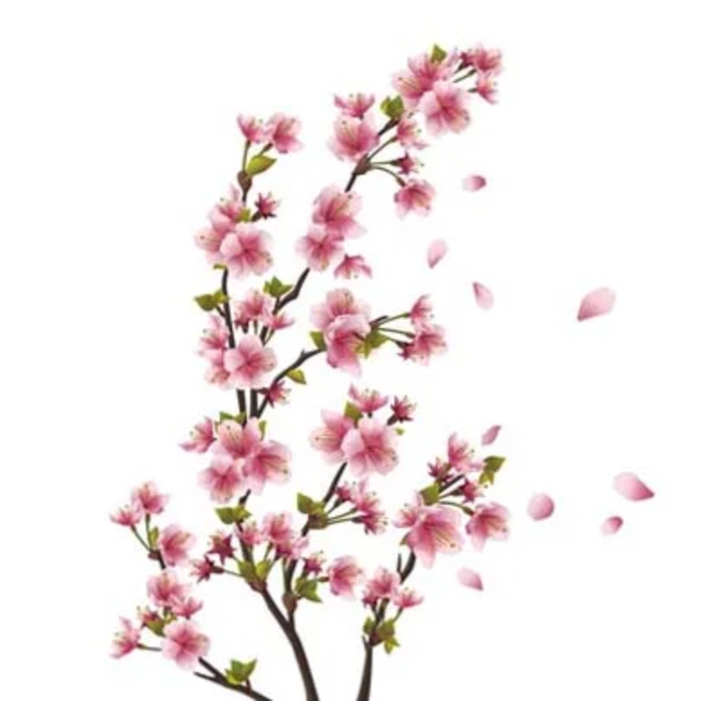 Japanese Cherry Blossom Fragrance Oil | Perfect for Candle Making