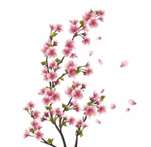 Japanese Cherry Blossom Fragrance Oil | Perfect for Candle Making