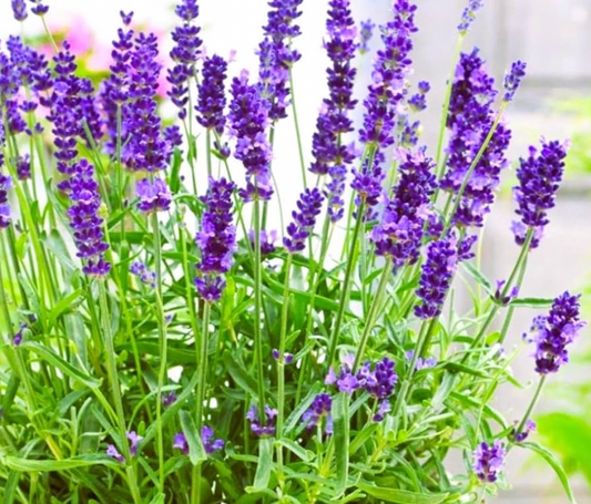 Lavender Concentrate Essential Oil | Best for Aromatherapy, Beauty Products & Candle Making